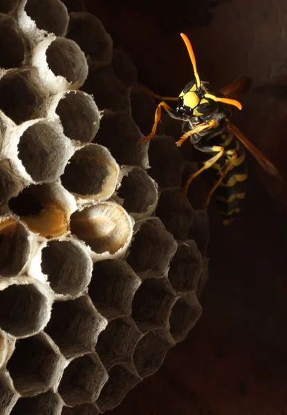 Une guêpe et son nid d'abeille — Photo