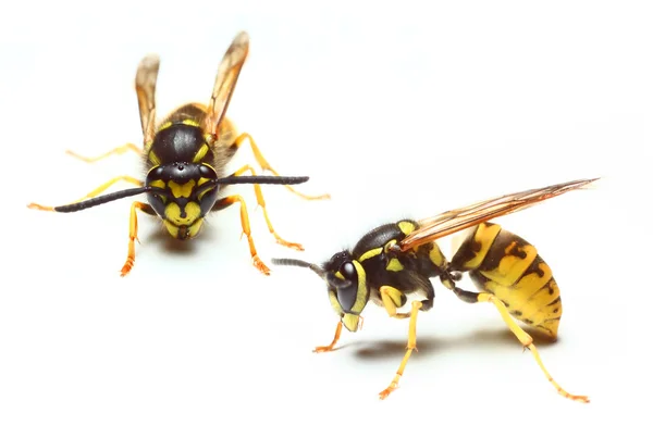 Chaqueta amarilla avispa — Foto de Stock