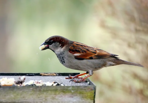 Sparrow — Stock fotografie