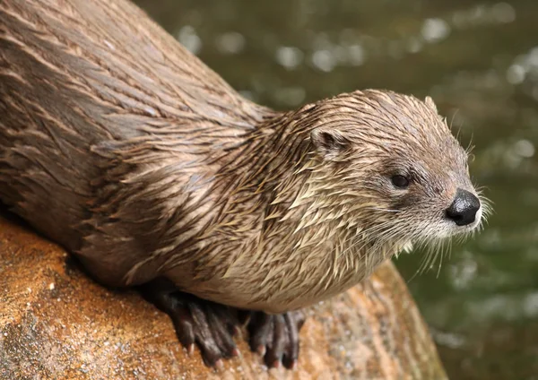 Wydra Eurasian w zoo — Zdjęcie stockowe