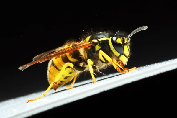 Gele jas wasp — Stockfoto