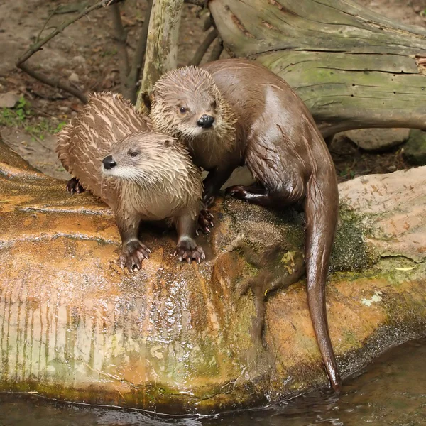 Iki Avrasya otter — Stok fotoğraf