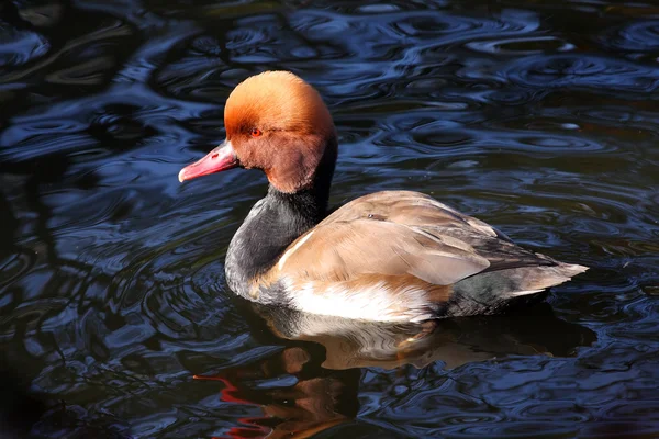 Kırmızı ördek — Stok fotoğraf