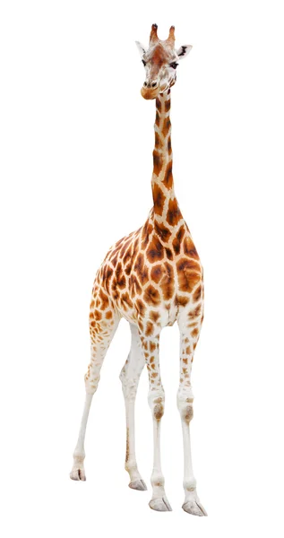 Giraffa — Foto Stock