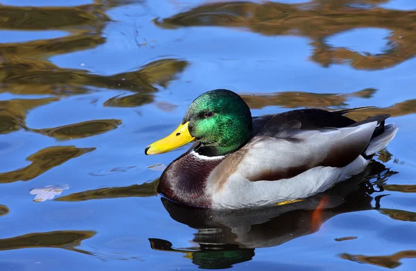 Pato no lago — Fotografia de Stock