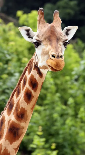 Giraffe's hoofd — Stockfoto