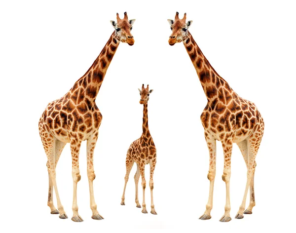 Tre giraffe — Foto Stock