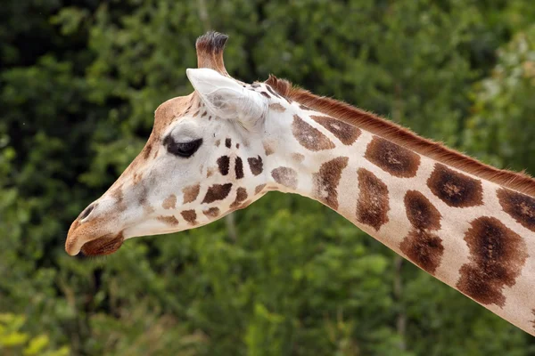 Testa di giraffa — Foto Stock