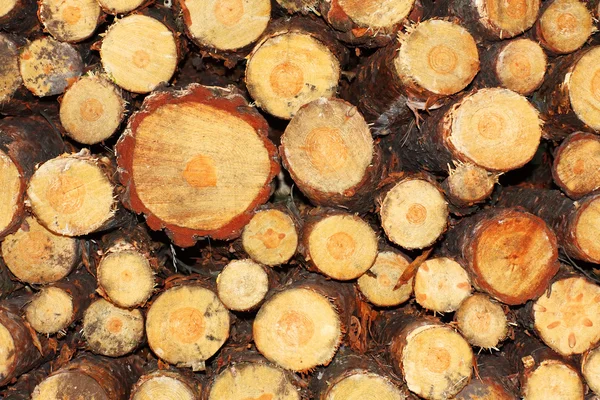 Σκωτσέζοι pine — Φωτογραφία Αρχείου