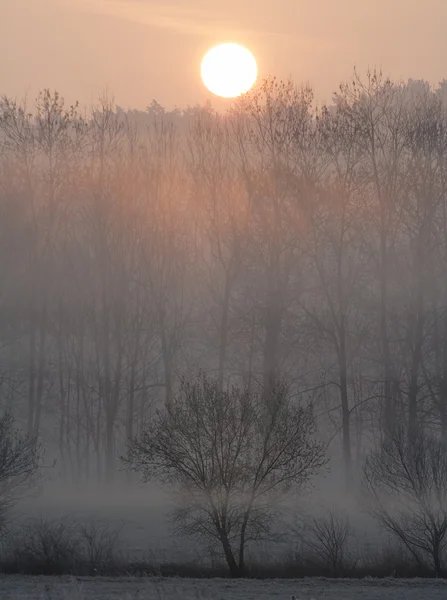 Nascer do sol em uma floresta — Fotografia de Stock