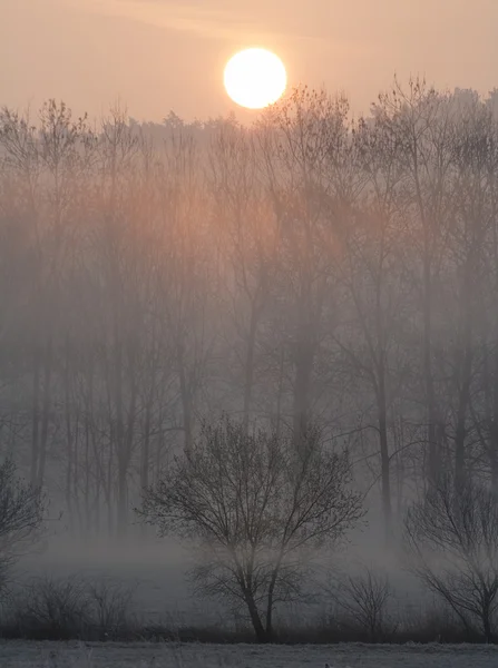 Sunrise in a forest — Stock Photo, Image