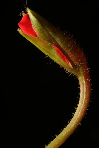 Poppy bud — Stock Photo, Image