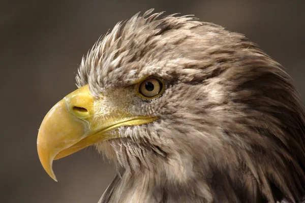 Águila — Foto de Stock