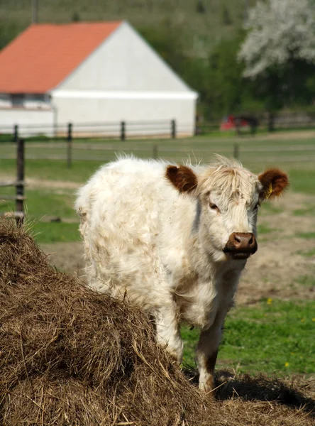 Fehér borjú tehén — Stock Fotó