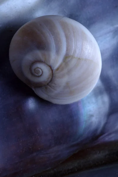 Spiral shell Stock Photos, Royalty Free Spiral shell Images | Depositphotos