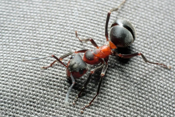 Red ant — Stock Photo, Image