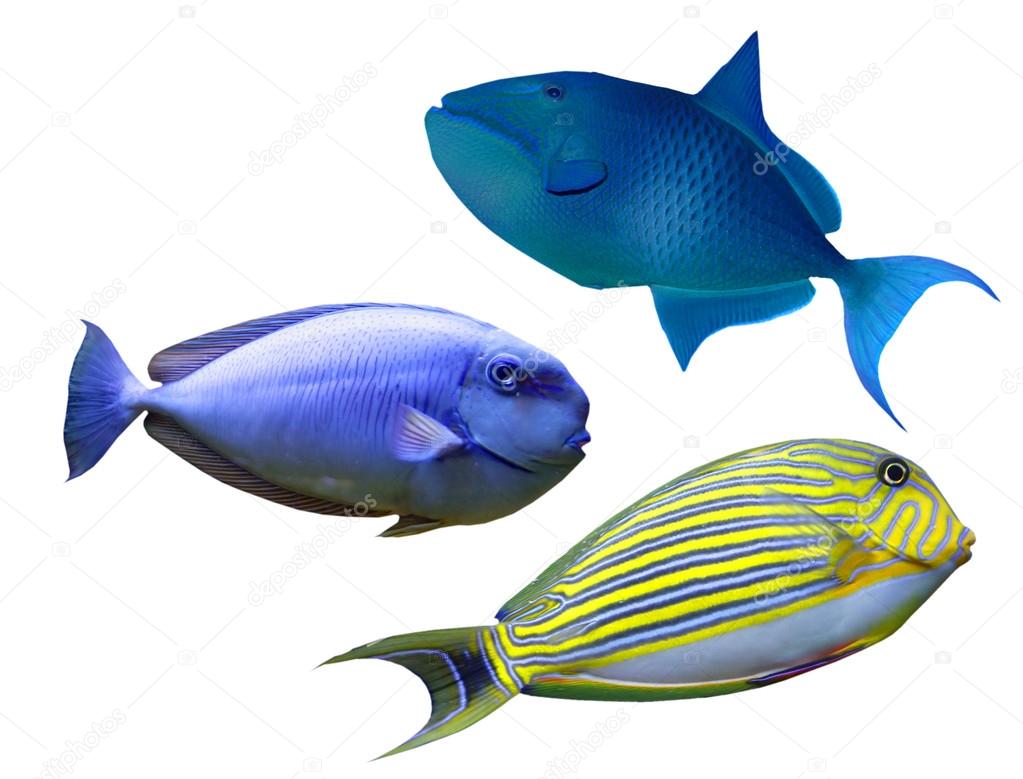 Tropical reef fishes