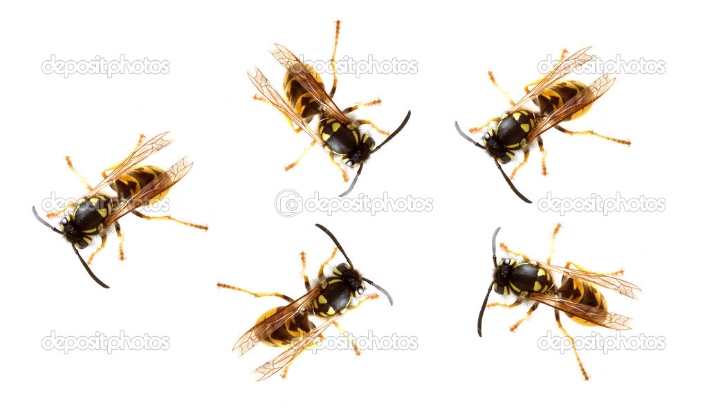 Five Yellow Jacket Wasp