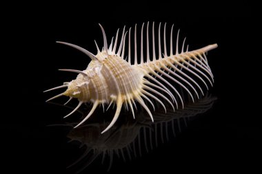 kabuk diken crustacean.muricidae,murex cabritii.is ile kaplı