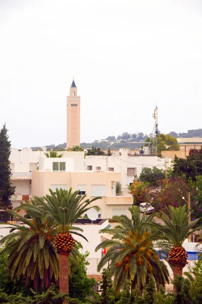 Paysage urbain bâtiments mosquée plantes arbres Carthage Tunisie — Photo