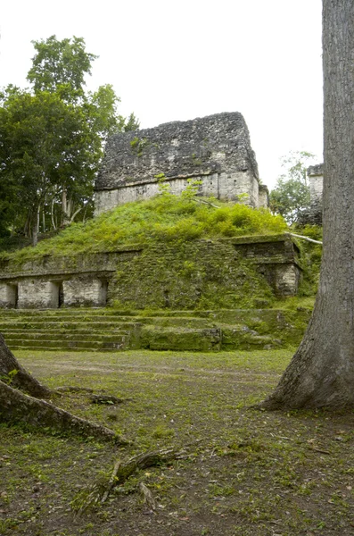 Überwucherte Maya-Ruinen — Stockfoto