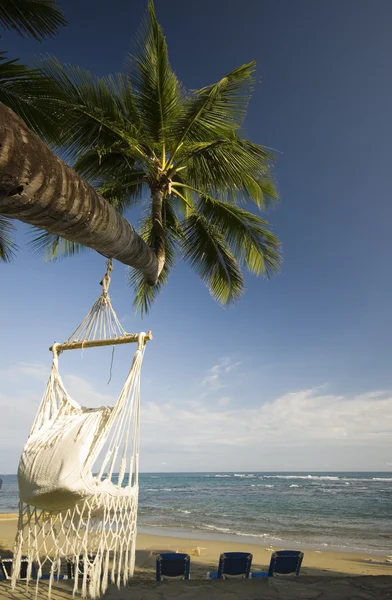 Swing op palmboom — Stockfoto