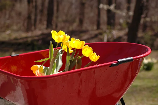 Tulips in wheel barrow — Stock Photo, Image