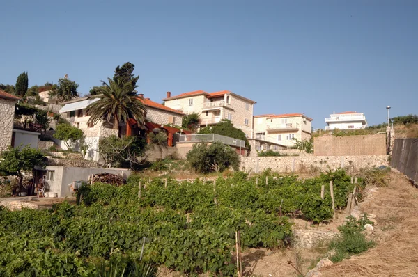 Vineyard with houses — Stock Photo, Image