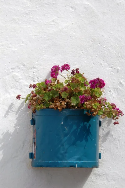 Flowers in pot — Stock Photo, Image