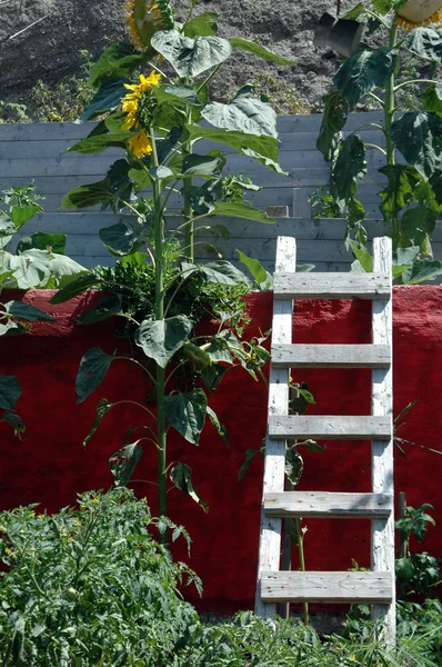 Ladder door zonnebloemen — Stockfoto