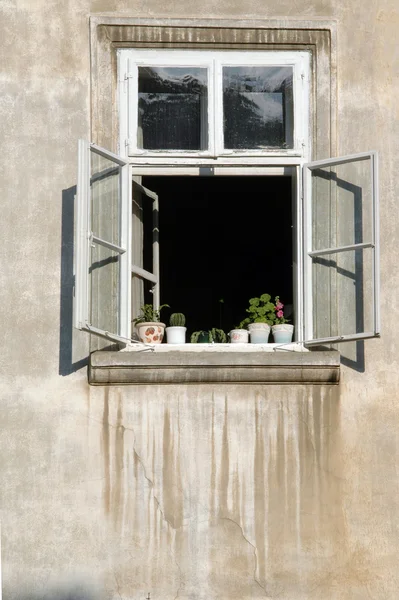 Plantas de ventanas —  Fotos de Stock