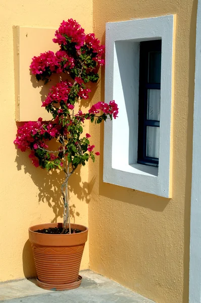 Isla griega maceta de flores — Foto de Stock