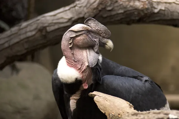 Andean condor akbaba — Stok fotoğraf