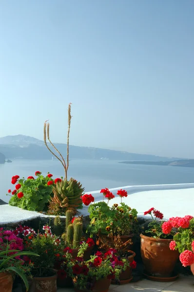 Tencere deniz üzerinde çiçekler — Stok fotoğraf