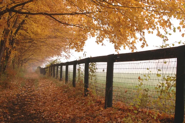Fence mist — Stock Photo, Image