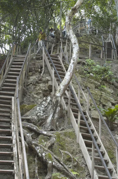 Stairway to mayan temple tikal — Stock Photo, Image