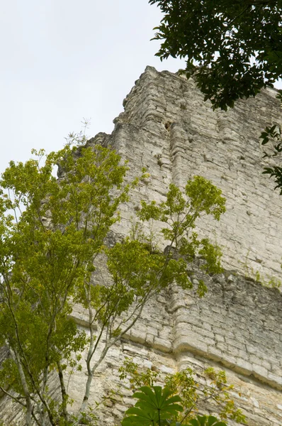 Tempio tikal guatemala — Foto Stock