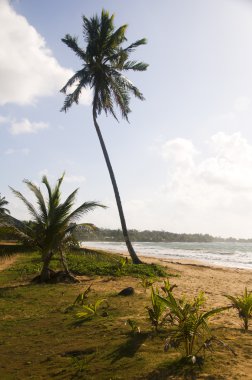 Hindistan cevizi ağacı ıssız sahil uzun çanta Mısır ada nicaragua