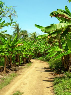 toprak yol muz plantation büyük Mısır üzerinden ada nicaragua