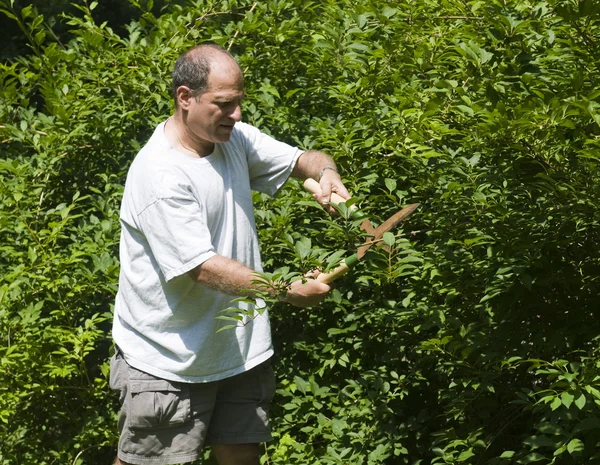 Man trimminf bush met schaar in voorsteden house — Stockfoto