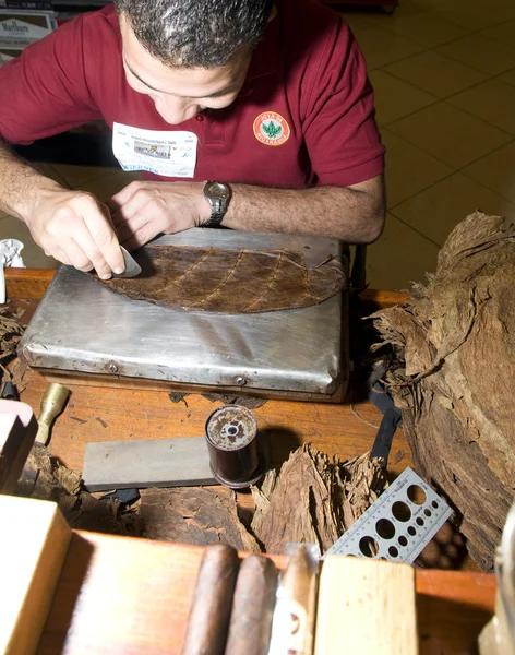 Homme rouler à la main cigares — Photo