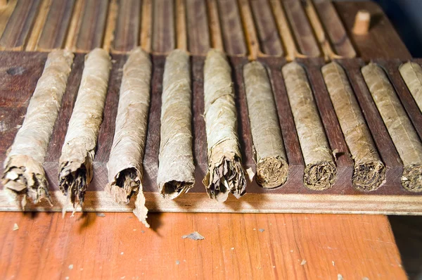 Cigars fresh in a rack — Stock Photo, Image