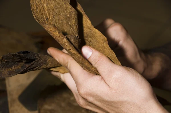 Fresh quality tobacco leaves about to be rolled into cigar — Stock Photo, Image