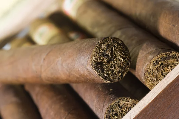 Cigares faits à la main de qualité du Nicaragua — Photo