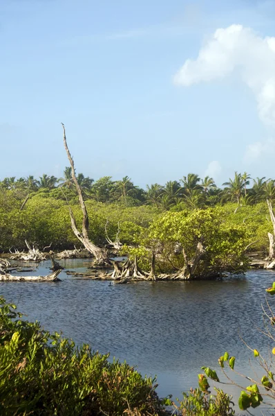 Zoet water moeras grote corn eiland nicaragua — Stockfoto