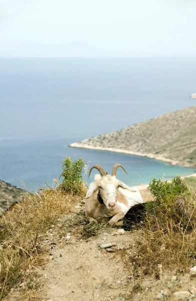 양 뿔 산 아이 Theodoti 동안에 해변 Ios cyclades 그리스 — 스톡 사진