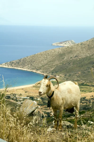 Cuernos de oveja montaña sobre la playa de Agia Theodoti Ios cyclades greece — Foto de Stock