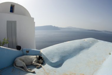 Santorini uyuyan köpeği