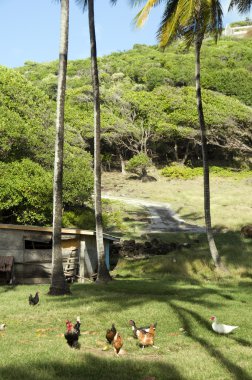 çiftlik hayvanları tavuk horozlar orman bequia içinde