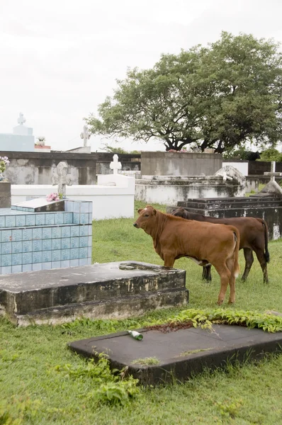 Cimetière vaches Saint Eustache Antilles néerlandaises — Photo